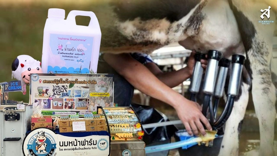 “โคกก่อ” นมโคแบรนด์ดังมหาสารคาม จากฟาร์มชุมชนสู่สินค้าท้องถิ่นคุณภาพ 100%