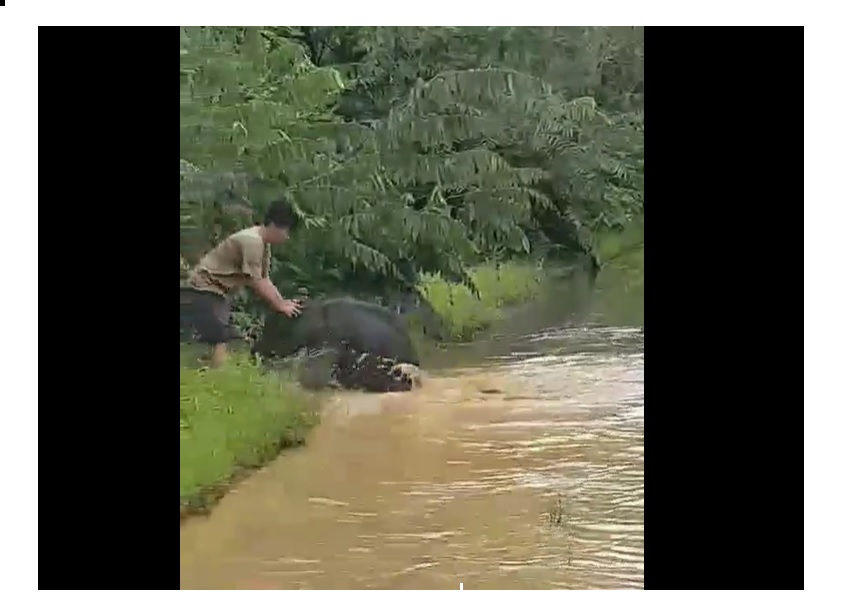 ชมคลิปสุดน่ารัก ลูกช้างป่าพลัดหลงอุทยานแห่งชาติทับลาน