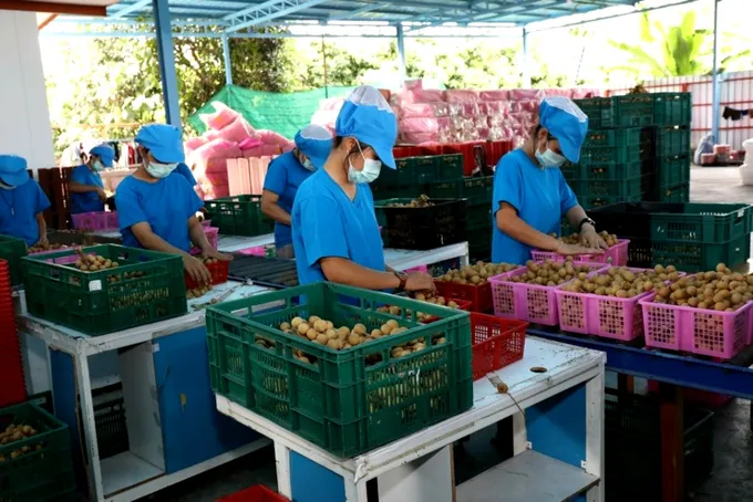 ปลื้ม!! โครงการกระจายลำไยสหกรณ์ภาคเหนือฉลุย ผู้บริโภคชมสินค้าดี เล็งดันมังคุดใต้ต่อ