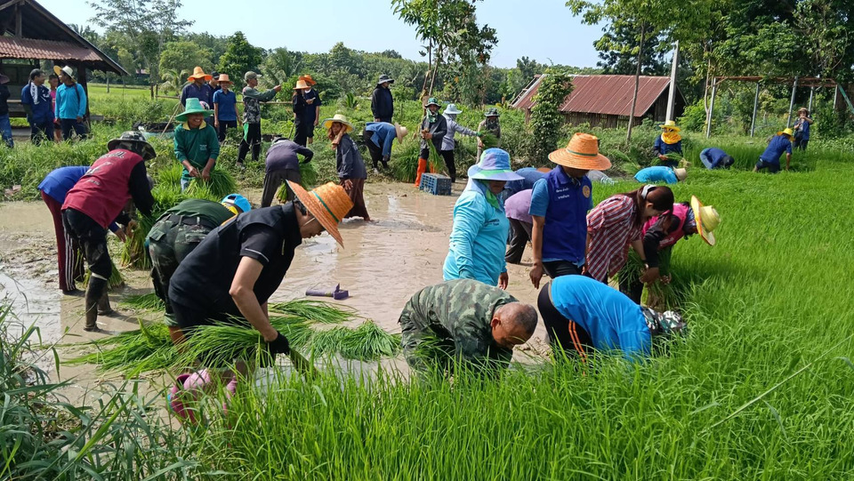 อำเภอบัวเชดจัด “ลงแขกดำนา” สืบสานวิถีไทย ปลูกฝังเยาวชนเรียนรู้เกษตรตามหลักพอเพียง 