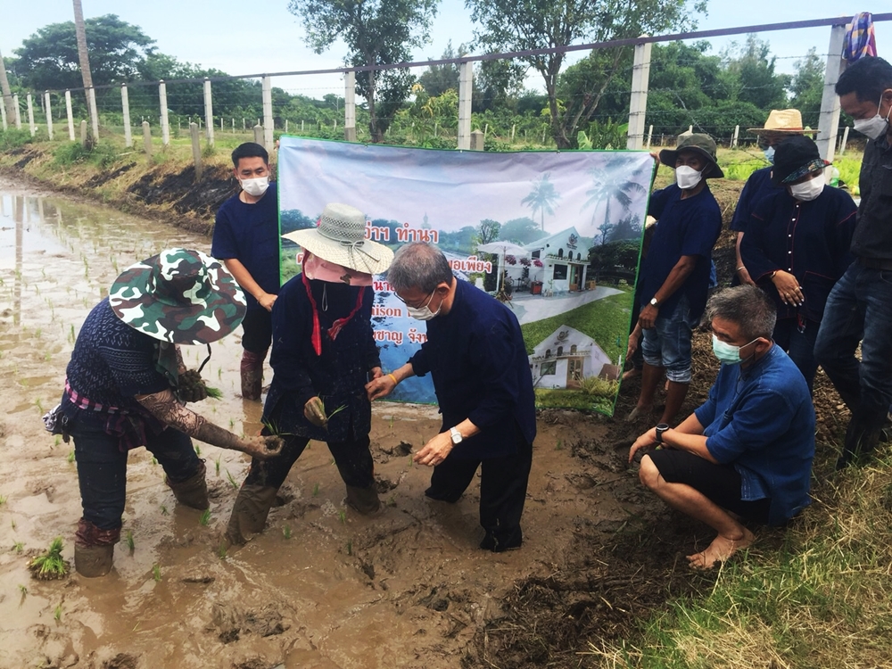 ผู้ว่าฯปู ควงนายกเหล่ากาชาด ดำนาปลูกข้าวปลอดสารพิษ นำร่องต้นแบบลดต้นทุนการผลิต
