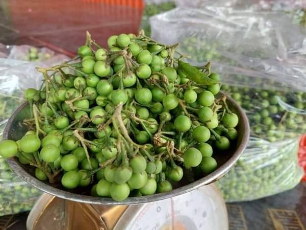 หนุนปลูก”มะเขือพวง”สร้างรายได้เสริมเชื่อมเครือข่ายตลาดสหกรณ์การเกษตรป่าแดด จำกัด จ.เชียงราย