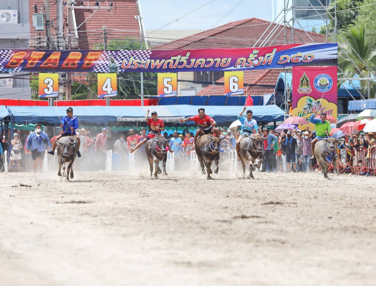 ชลบุรี จัดงานประเพณีวิ่งควาย สืบสานประเพณีคู่บ้านคู่เมือง หนึ่งเดียวในโลก 