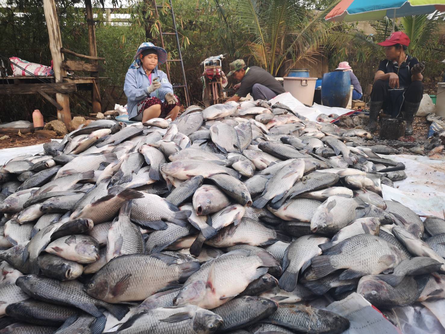 วอนรัฐช่วย! ฝนหลงฤดูทำพิษ ปลากระชังน็อกน้ำตาย ขาดทุนกว่า 10 ล้าน 