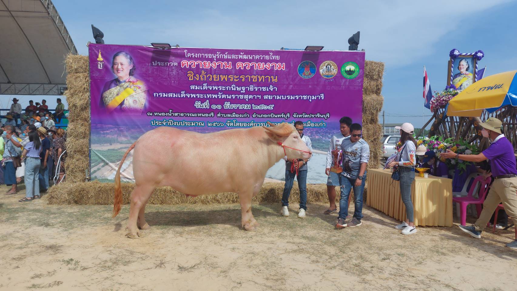 ปศุสัตว์จังหวัดปราจีนบุรี จัดประกวดควายงาน-ควายงาม ชิงถ้วยพระราชทาน 
