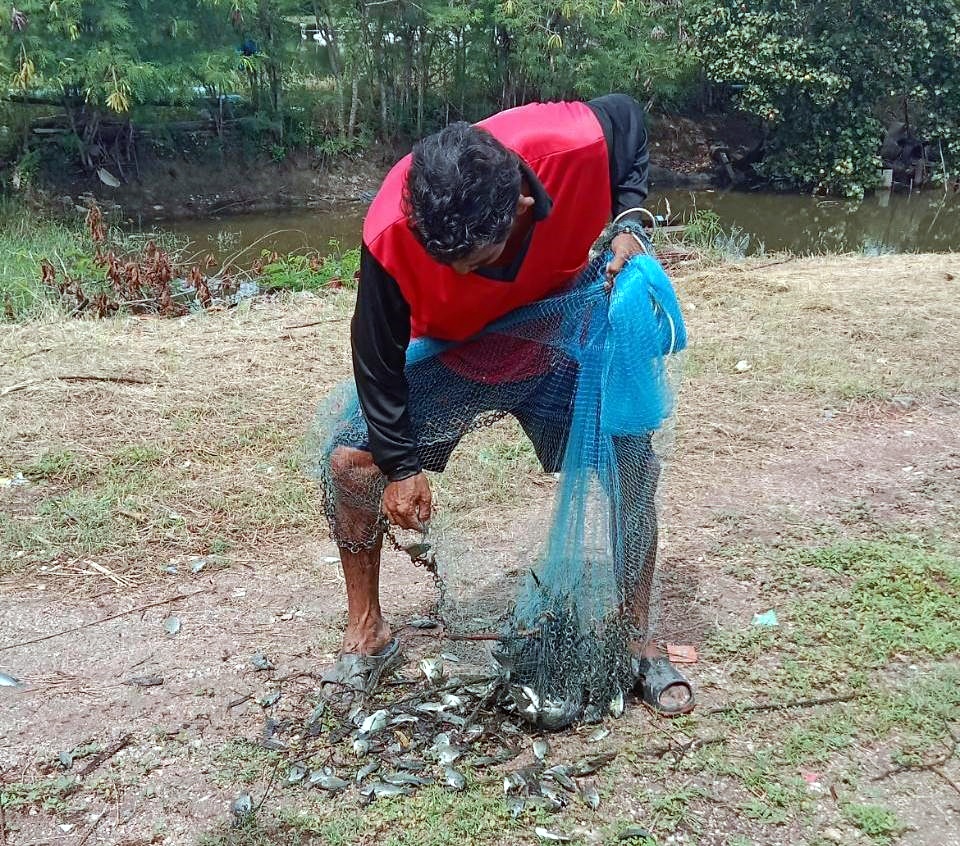  เกษตรกรเลี้ยงปูทะเลสงขลาลดเสี่ยง ประมงสงขลาหนุนกำจัดปลาหมอคางดำในบ่อด้วย “กากชา”