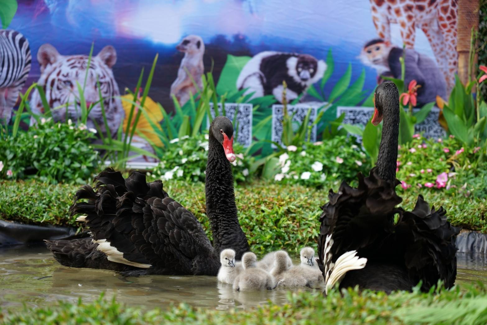 น่ารักสุดๆ "เชียงใหม่ไนท์ซาฟารี" ต้อนรับ 5 สมาชิกใหม่ “ลูกหงส์ดำ”