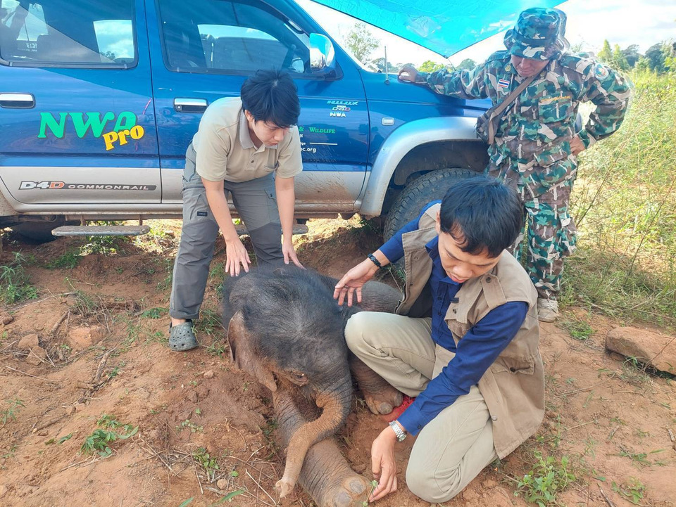 พบลูกช้างป่าพลัดหลงดงใหญ่ บาดเจ็บ-สะดือยังไม่แห้ง เร่งช่วยเหลือหวังคืนสู่อ้อมอกแม่