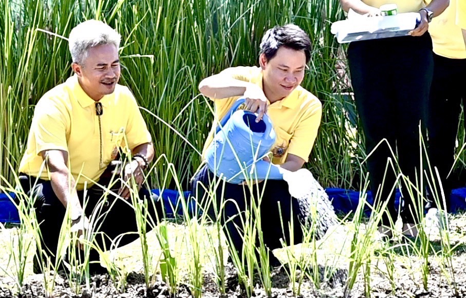 ก.เกษตรฯ รวมพลังปลูกหญ้าแฝกทั่วประเทศ 7,200,000 กล้า เฉลิมพระเกียรติ “ในหลวง”