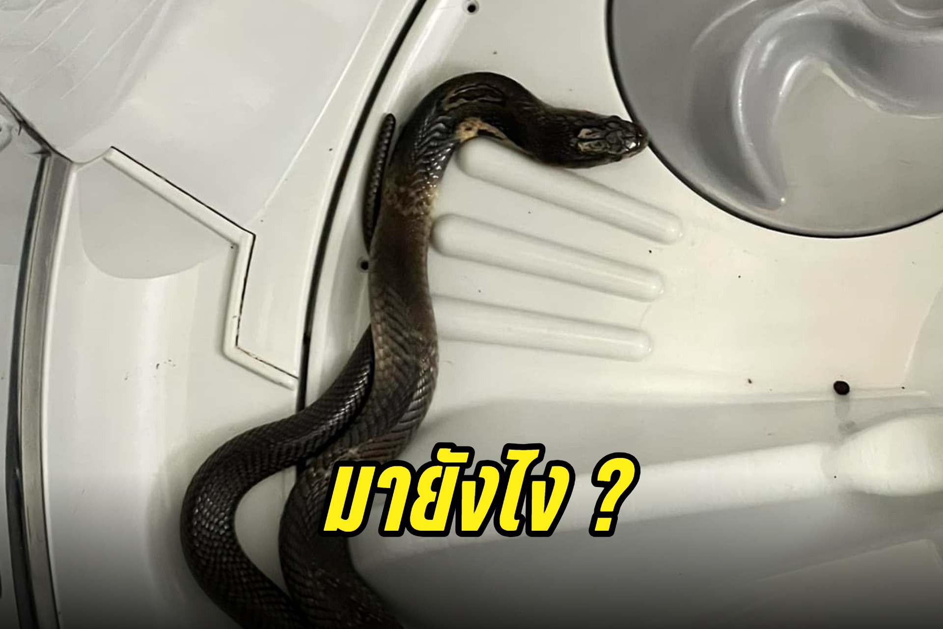 มายังไง? หนุ่มงงเจองูในเครื่องซักผ้าทั้งที่ปิดฝาตลอด