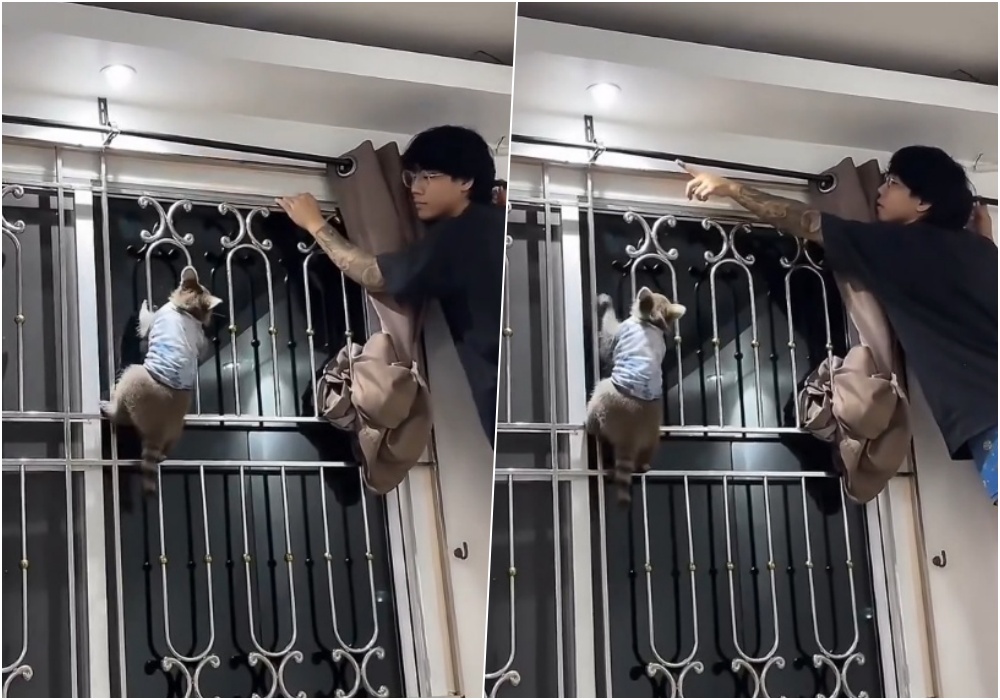 ชาวเน็ตเอ็นดูความแสนรู้ฟังเข้าใจของ "น้อนแรคคูน" ช่วยเจ้าของซ่อมราวผ้าม่าน