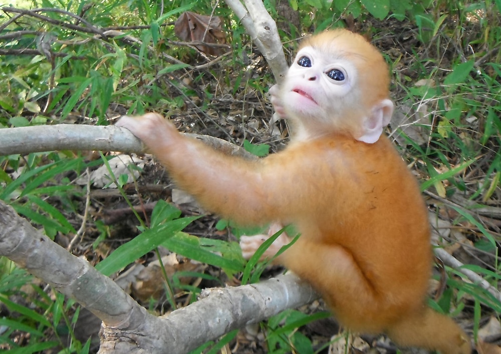 ส่องความน่ารัก "ลูกค่างแว่นถิ่นเหนือ" อวดโฉมทุ่งใหญ่นเรศวรด้านตะวันออก