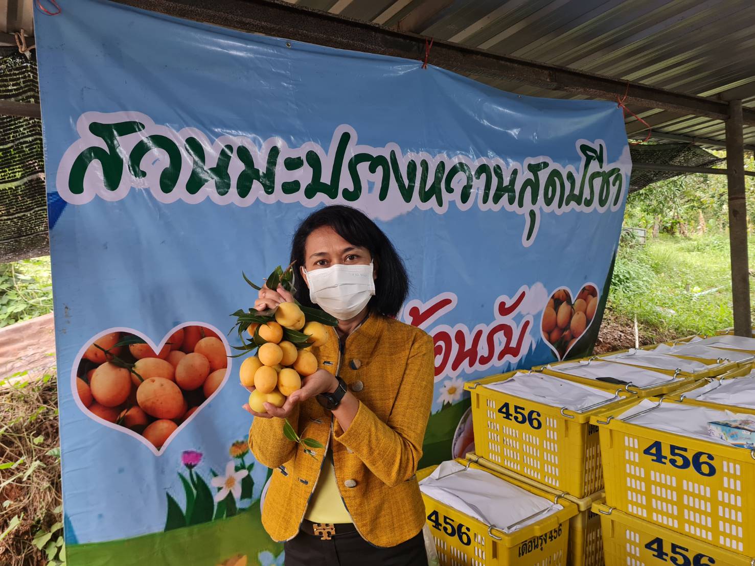  นายอำเภอแกลง พาชมสวนมะปรางหวาน "สุดปรีชา" พบบางลูกเป็นรูปหัวใจ  