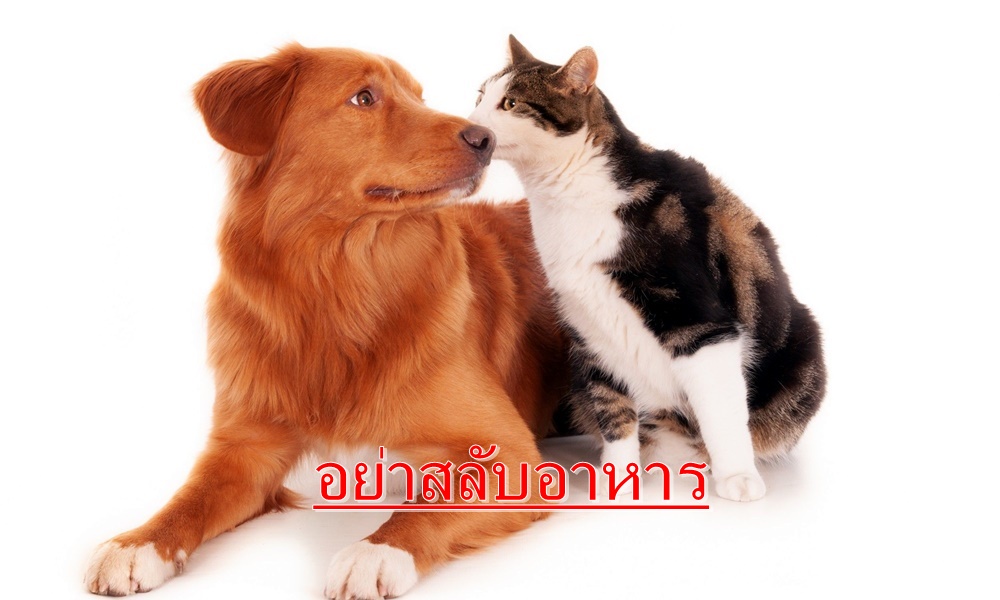 เตือนทาสหมา-แมว อย่าให้อาหารสลับกัน เสี่ยง "ตาบอด-ตับไตวาย"