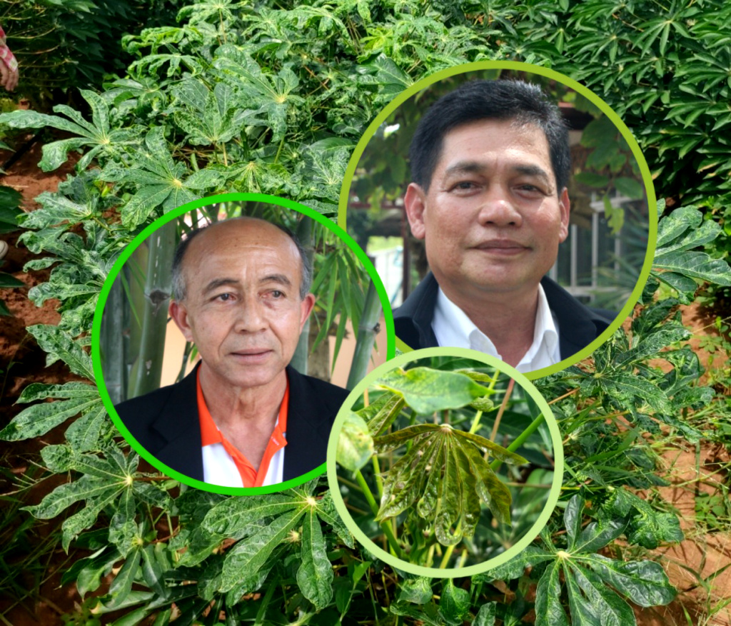 สสก. 2 ราชบุรี เตือนเกษตรกรเฝ้าระวังโรคใบด่างในมันสำปะหลัง