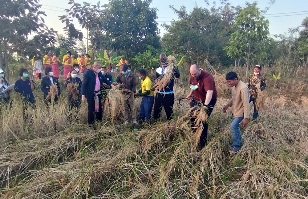 กลุ่มข้าวคุณธรรมยโสธร จัดกิจกรรม "เกี่ยวข้าว ปูฟาง กางเต็นท์ นอนชมดาว เผาข้าวหลาม” โต้ลมหนาวชายทุ่ง