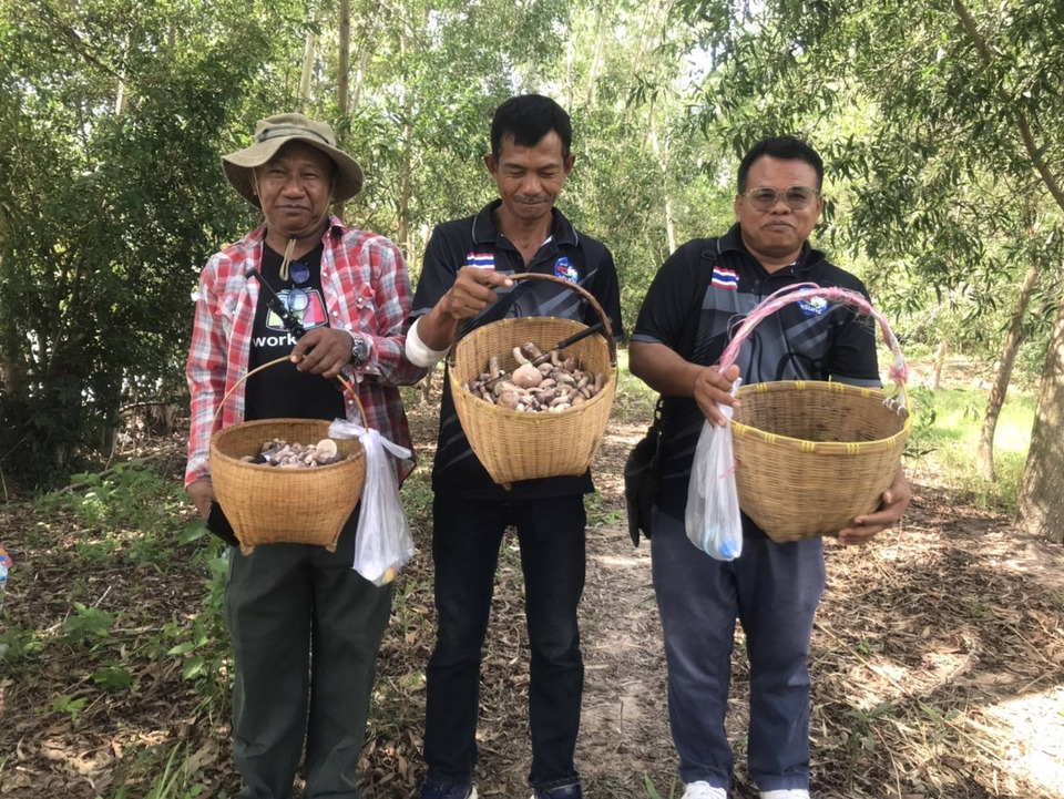 น้ำมันแพงกระทบหนัก! ชาวบ้านสุรินทร์หันพึ่งป่าชุมชน หาเห็ดธรรมชาติเลี้ยงครอบครัว หลังป่าชายแดนเข้าไม่ได้