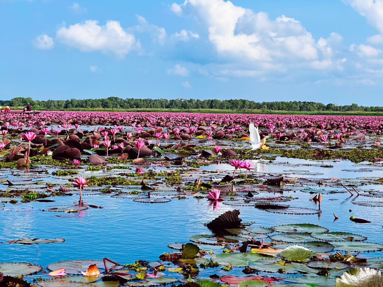 สุดปัง!'อพท.'ส่ง"พื้นที่ทะเลน้อย พัทลุง"คว้ารางวัลนานาชาติท่องเที่ยวยั่งยืนของสมาคมสกัลสากล