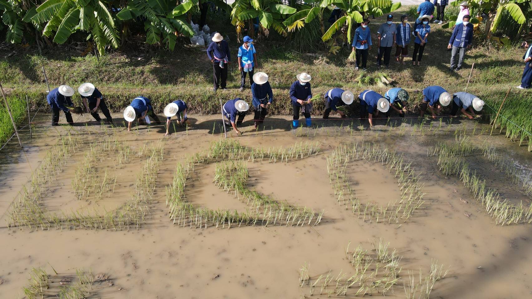 ผู้ว่าฯยโสธรพร้อมคณะดำวันแม่เกี่ยววันพ่อ 250ปีฮุ่งเฮืองเมืองยศ