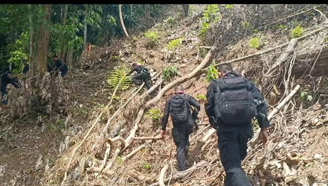 ป่าสงวนแห่งชาติป่าลาบูและป่าถ้ำทะลุถูกลักลอบตัดต้นไม้ใหญ่จำนวนมาก