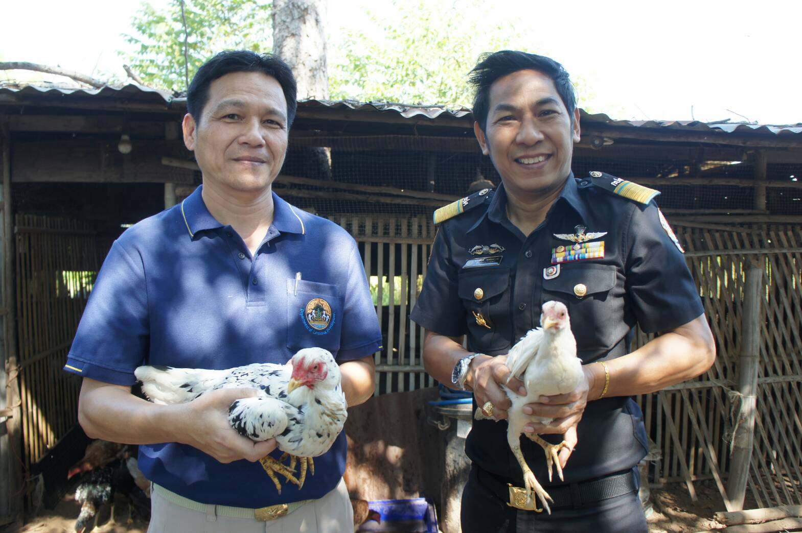 ปศุสัตว์ยโสธรส่งเสริมการเลี้ยงพ่อแม่พันธุ์ไก่พญาแถนสร้างงานสร้างอาชีพอย่างยั่งยืน