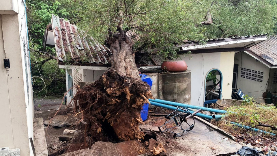 พายุถล่มศรีราชา! ต้นมะขาม 60 ปีโค่นทับกุฏิพระ เจ็บ 1 รูป