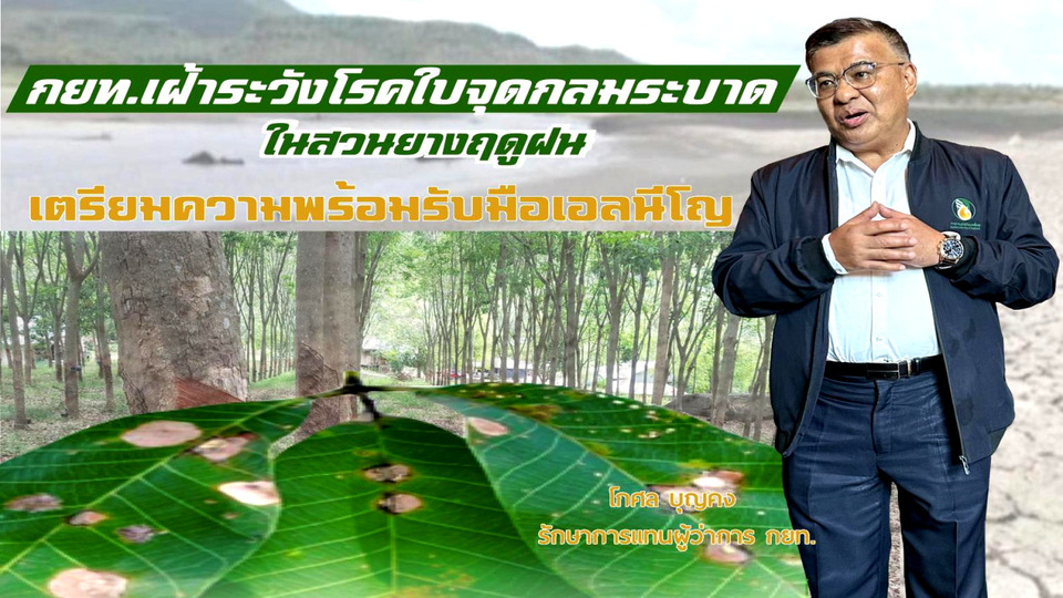 กยท. เตือนสวนยางเฝ้าระวัง “ใบจุดกลม” รับฤดูฝน พร้อมรับมือเอลนีโญดันราคายางผันผวน