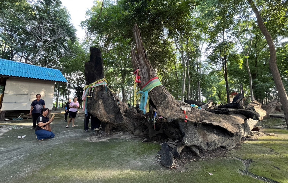 ฮือฮา! ชาวบ้านแห่ขอโชค “ต้นตะเคียนคู่อายุกว่า 100 ปี” ลุ้นเลขเด็ดคึกคัก