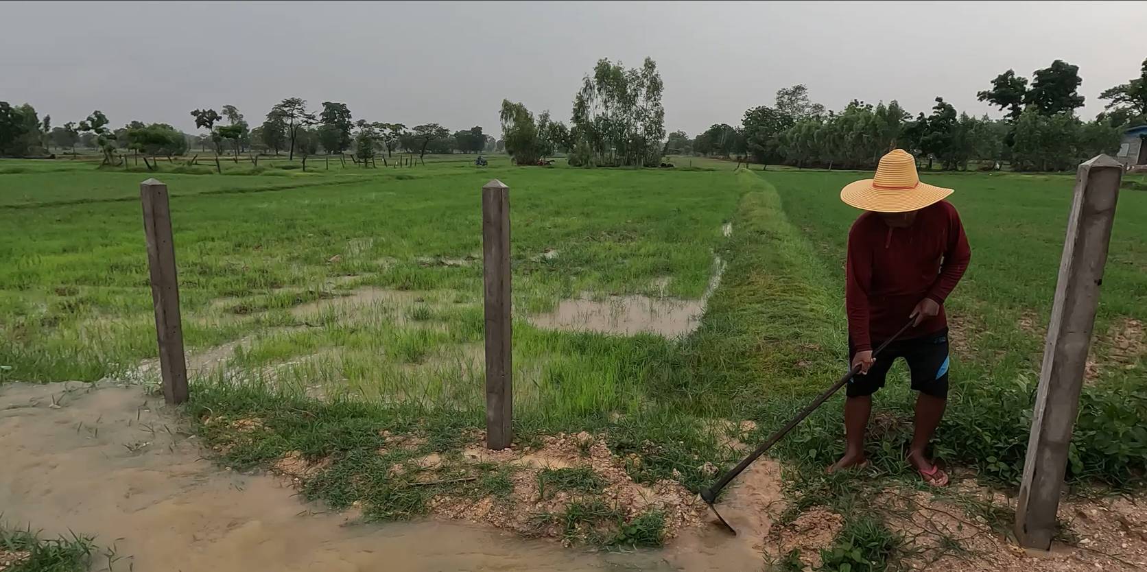 ฝนตก ทำชาวนาบุรีรัมย์เฮ เร่งเปิดทางระบายเติมน้ำเข้านา 