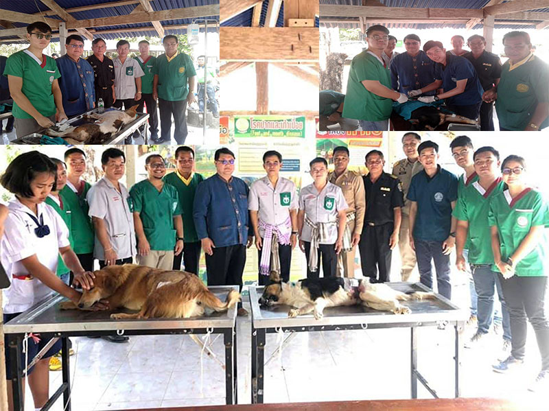 ปศุสัตว์บึงกาฬ ผ่าตัดทำหมันแมวและสุนัขฉีดวัคซีนป้องกันพิษสุนัขบ้าก่อนเข้าหน้าแล้ง