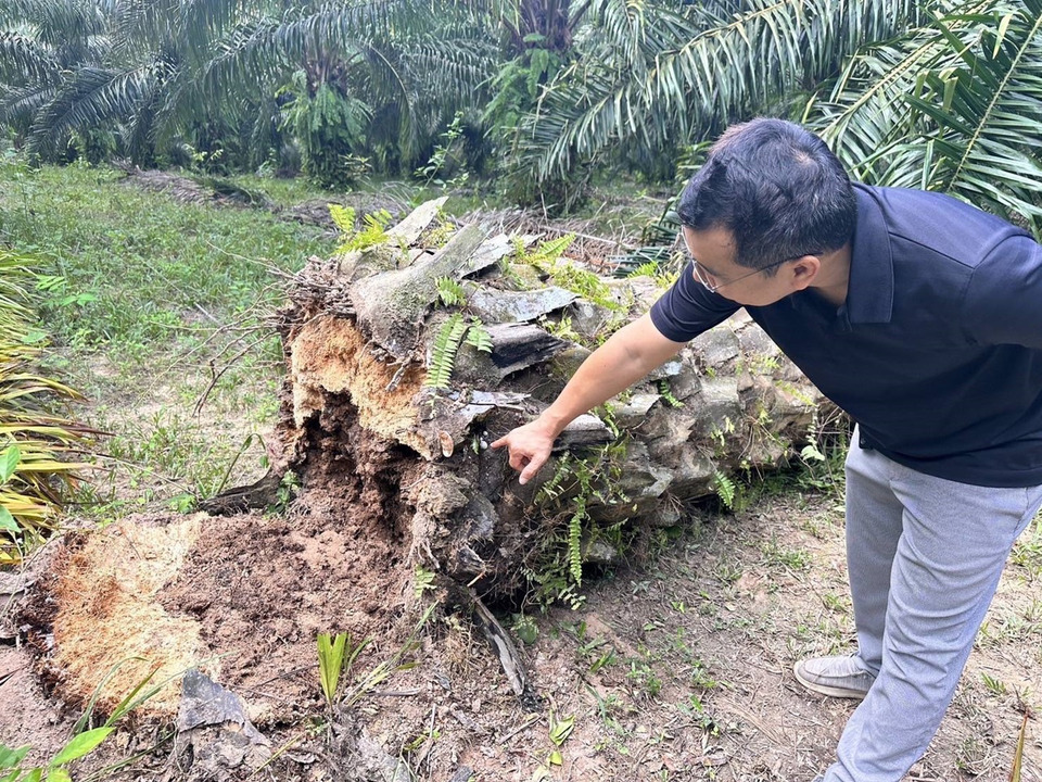 เตือนภัย! พบโรคลำต้นเน่าในปาล์มน้ำมัน จากเชื้อรา Ganoderma sp. แพร่ในดิน