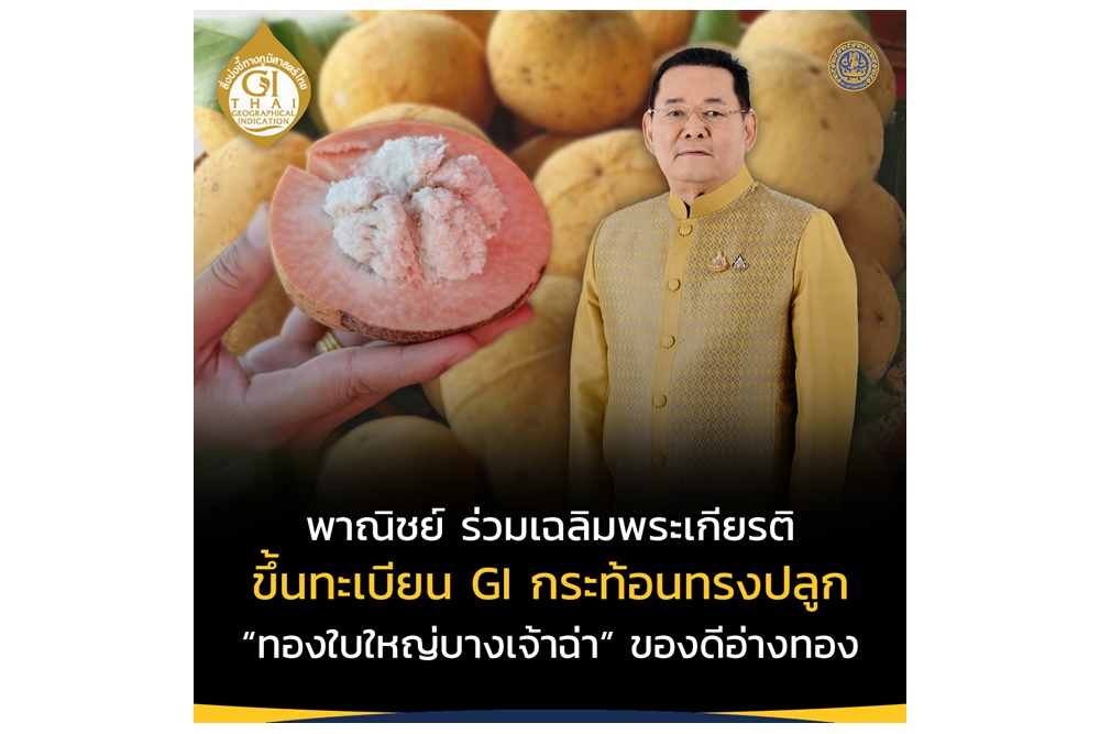 "พาณิชย์" ขึ้นทะเบียน GI กระท้อนทองใบใหญ่บางเจ้าฉ่า เฉลิมพระเกียรติในหลวง