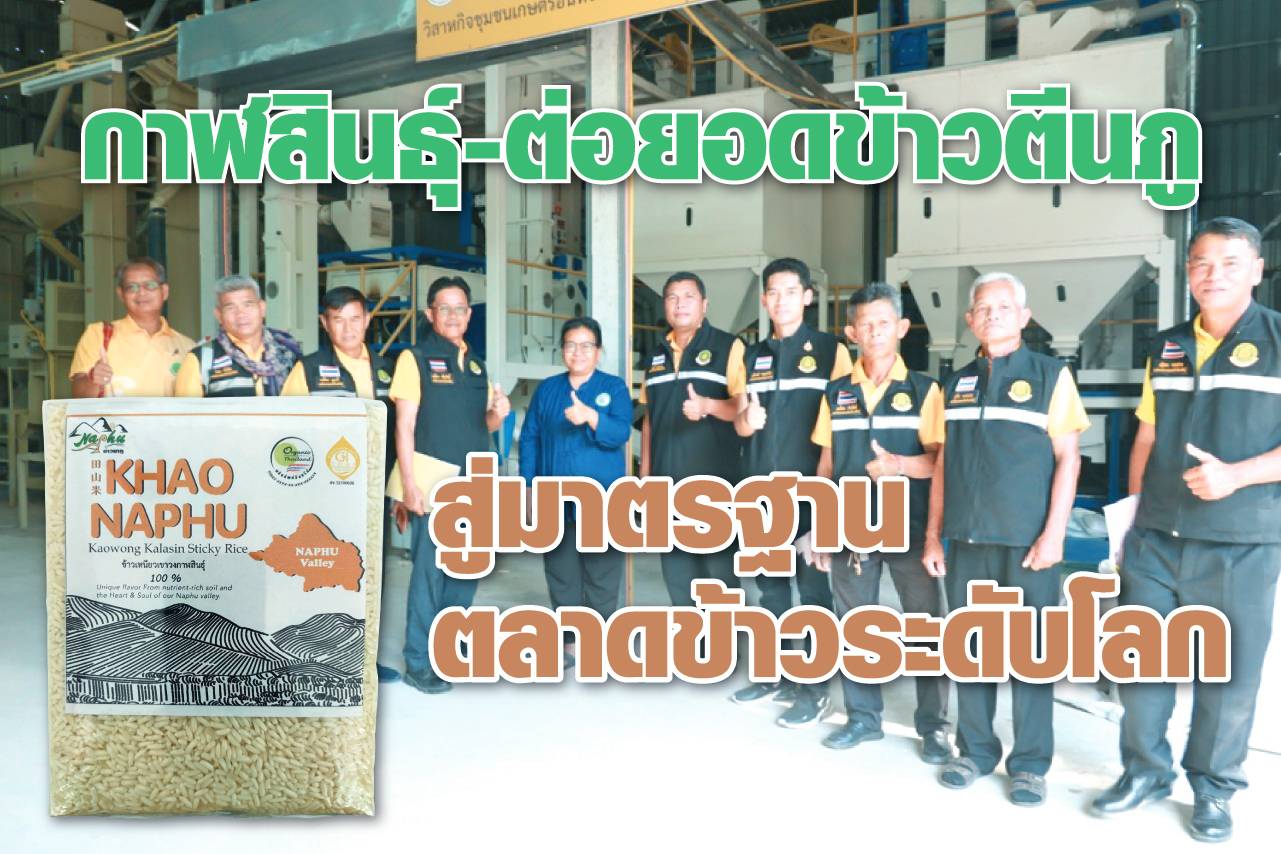 กาฬสินธุ์-ต่อยอดข้าวตีนภูสู่มาตรฐานตลาดข้าวระดับโลก