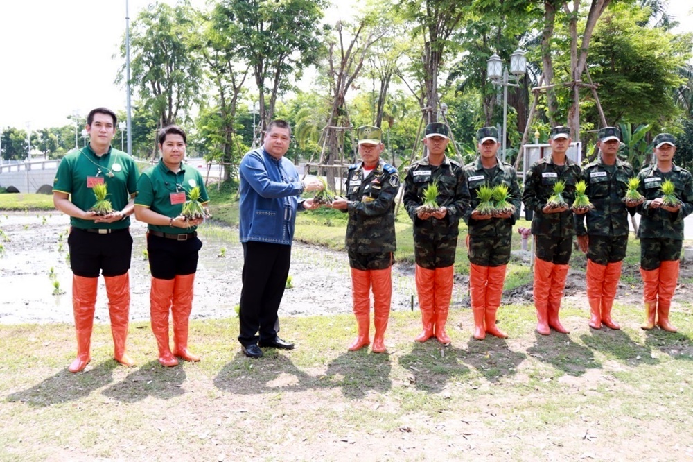กรมข้าว ร่วมปักดำข้าว กข91 แปลงนาข้าวพระราชทาน ณ โรงเรียนทหารมหาดเล็กราชวัลลภ รักษาพระองค์
