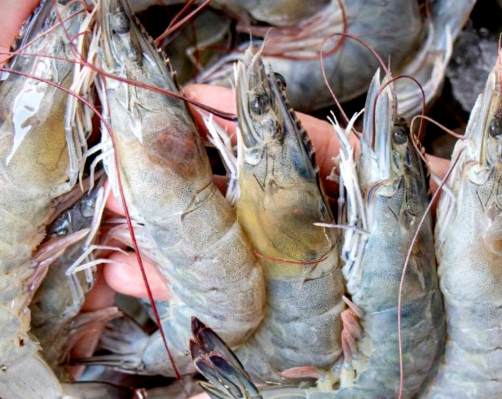 เกษตรกรทวงถาม แนวทางผลิตกุ้ง 4 แสนตันอยู่ที่ไหน? วาระซ่อนเร้น! รัฐให้กุ้งนอกสวมแบรนด์ไทย