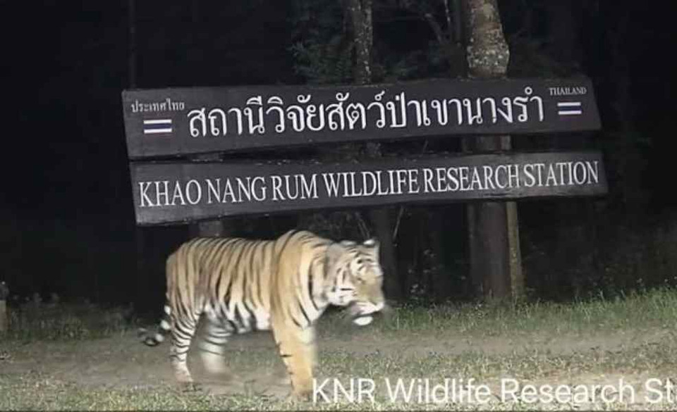 เคาท์ดาวน์แบบตัวแม่! “เจ้าป่า” เสือโคร่งโผล่เช็คอินฉลองปีใหม่ เขานางรำ ดาเมจความเท่เต็มสิบ