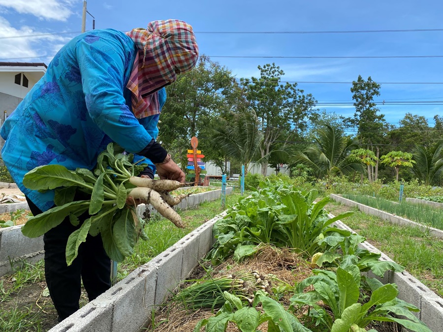 แปลงสาธิตเกษตรทฤษฎีใหม่ ศูนย์ห้วยทรายฯ รูปแบบมีกินมีขายได้ทั้งปี