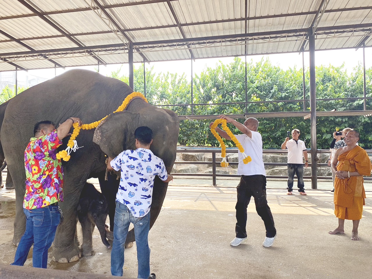 รับขวัญ"พลายชาย"ลูกช้างเชือกที่ 2 แห่งปีของสวนนงนุชพัทยา   