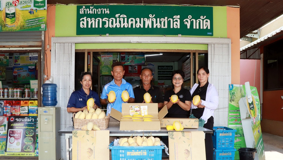 สกจ.พิษณุโลกผนึกเครือข่ายสหกรณ์ทั่วไทย ระบายมะม่วง GI ช่วยเกษตรกร