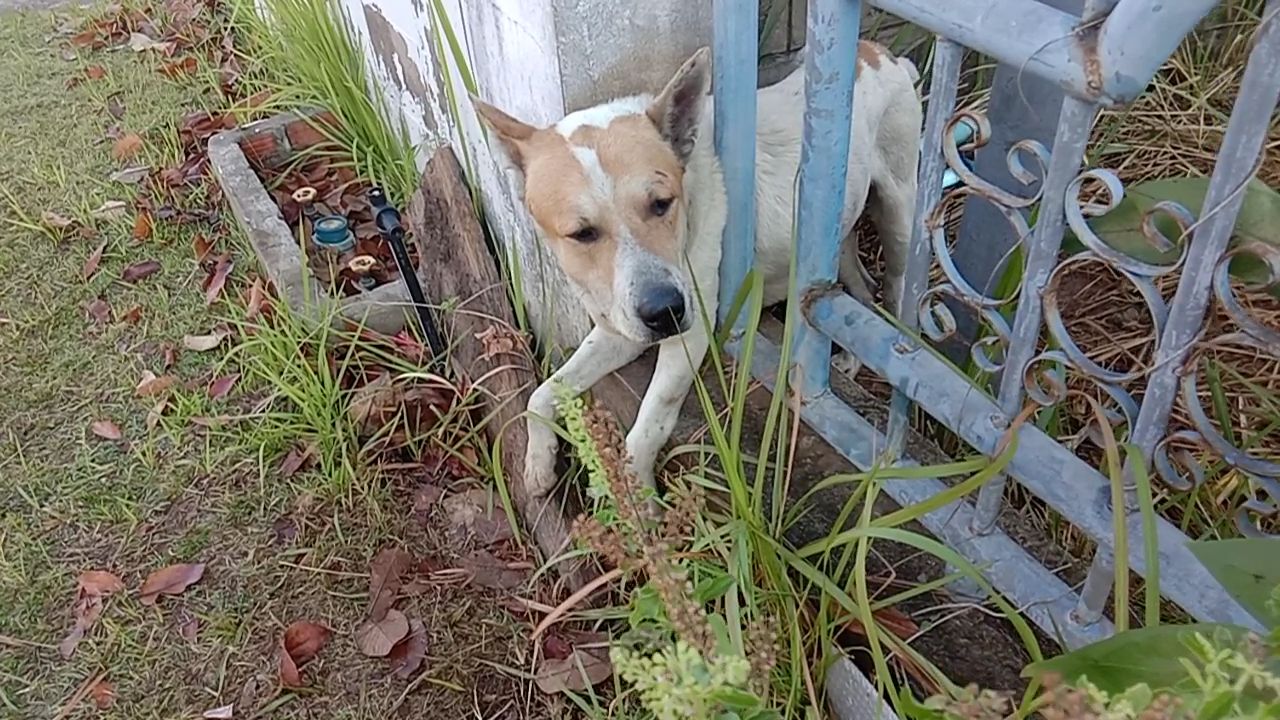 ร้อยเอ็ดน้องหมาส่งเสียงร้องและกระดิกหางให้คนช่วยขณะติดกรงเหล็กรั้ว สหกรณ์การเกษตรโพนทองจำกัด