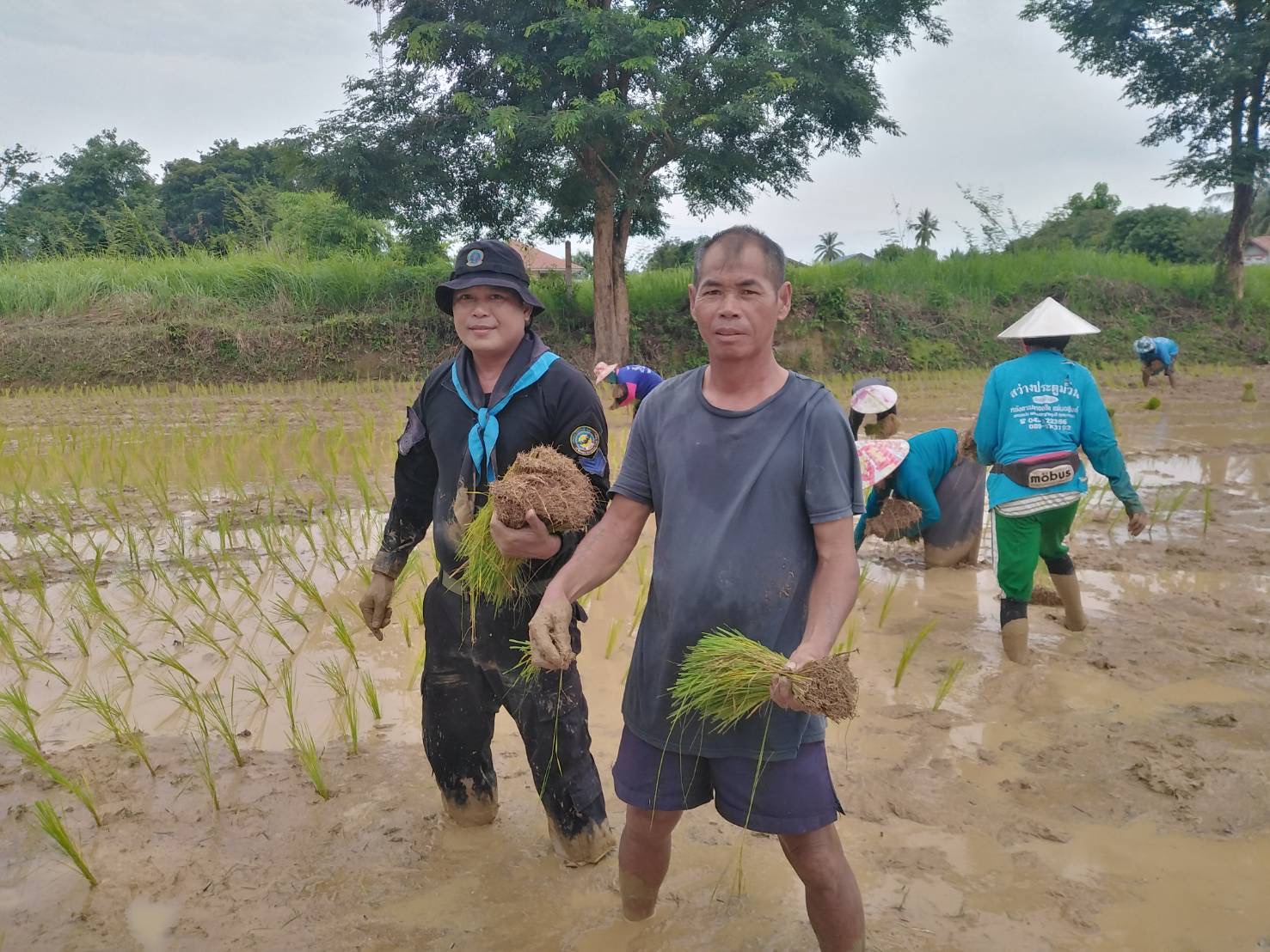 ผบ.ทหารพราน สั่งกำลังพลปลดอาวุธ ช่วยลงแขกดำนาลดต้นทุนเกษตรกร