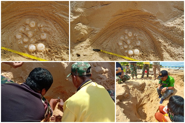 พบอีกแล้ว!ไข่เต่ามะเฟืองที่หาดท้ายเหมือง รังที่ 3 นอกฤดูวางไข่   