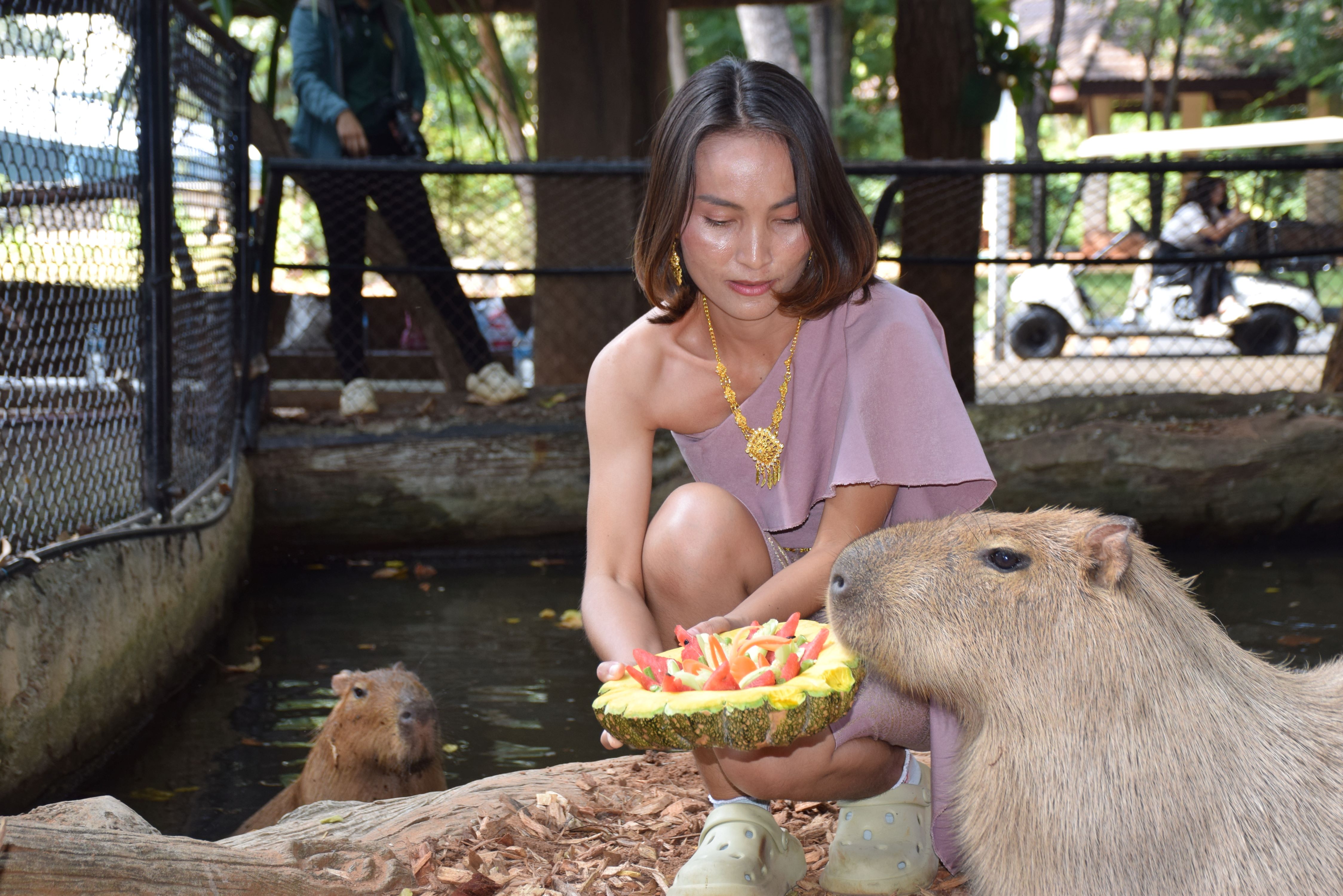 สวนสัตว์โคราชรับเทศกาลลอยกระทงเสิร์ฟกระทงผลไม้ครอบครัวหนูยักษ์คาปิบาร่าสุดน่ารัก