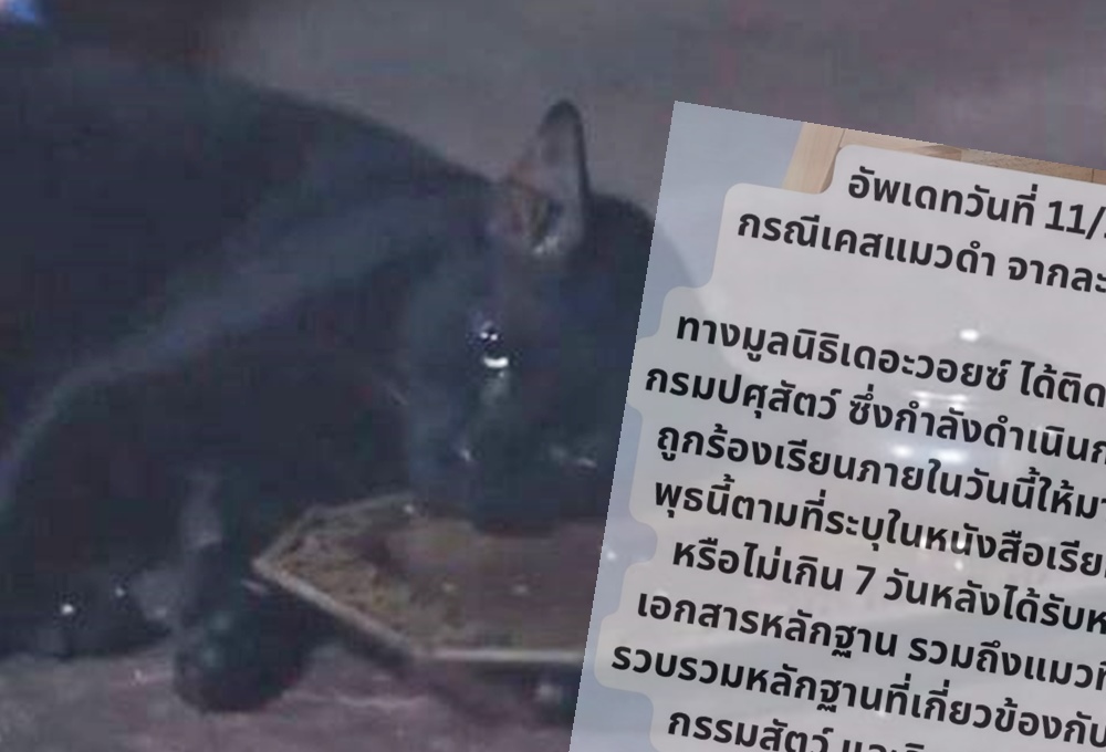 "มูลนิธิเดอะวอยซ์" อัพเดทเคส "แมวดำ"กับกรมปศุสัตว์ ชี้ให้เป็นตามขั้นตอนกฎหมาย