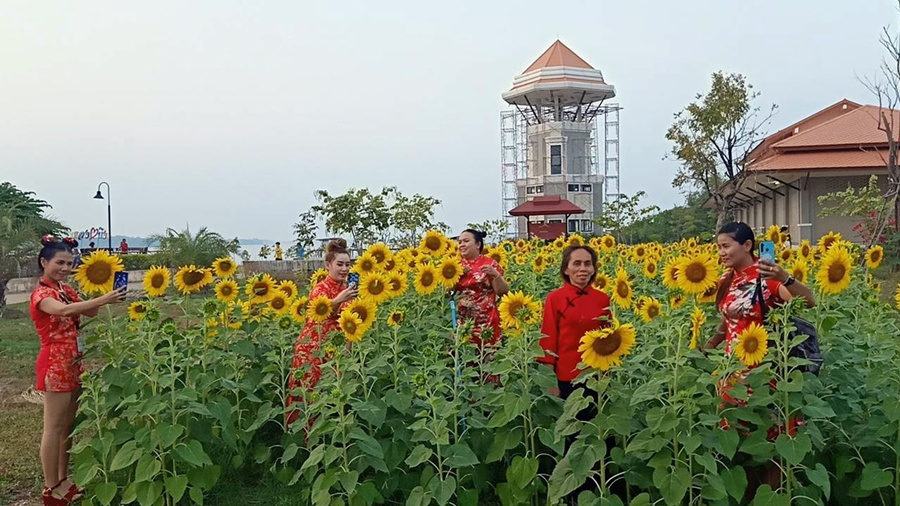 บึงโขงหลงคึกคักรับวันเที่ยวตรุษจีน  ชมนกเซลฟี่กับดอกทานตะวัน