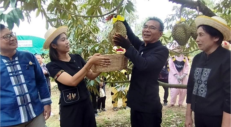 เปิดฤดูกาลทุเรียนอุทัยธานี 2569 ชวนชิมสดจากสวน คาดโกยรายได้กว่า 167 ล้าน