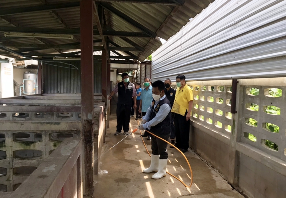 ปศุสัตว์ลพบุรี คุมเข้มป้องกันโรคระบาดหมู 