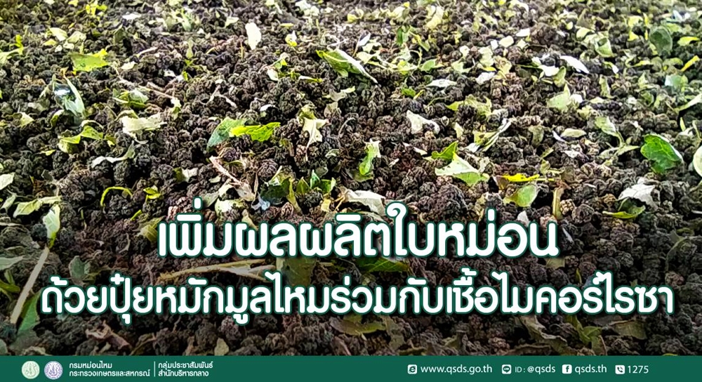 กรมหม่อนไหม เร่งขยายความรู้ทำปุ๋ยหมักมูลไหมผสมเชื้อไมคอร์ไรซา ช่วยเพิ่มผลผลิตใบหม่อน