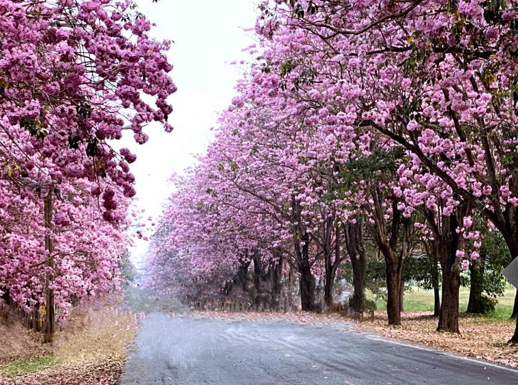 Full Bloom!! เปิดเทศกาล "ชมพูพันธุ์ทิพย์บานสะพรั่ง" ที่ มก.กำแพงแสน 