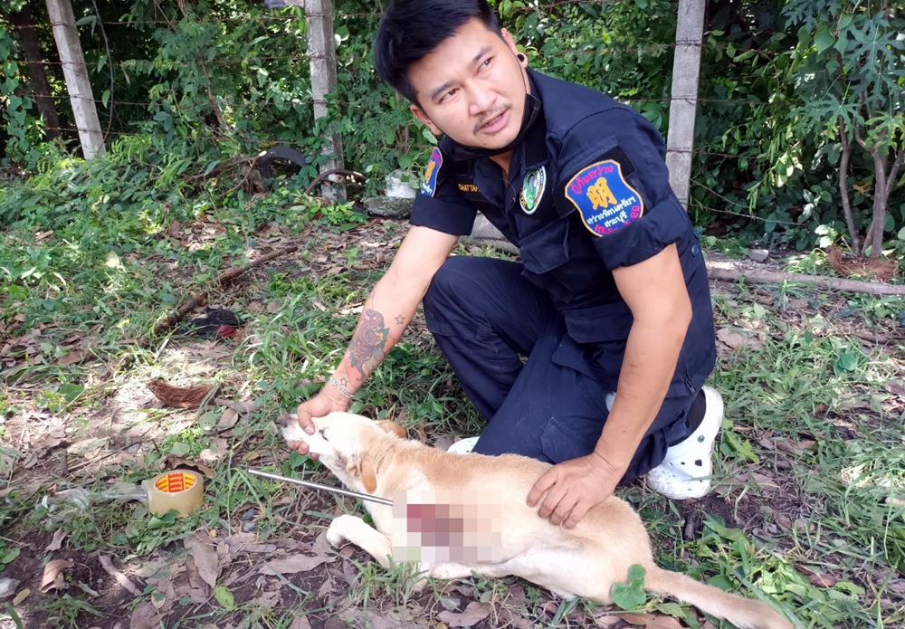 สุดเศร้า!! กู้ภัยช่วยสุนัขเพศเมียถูกธนูยิงปลาปักกลางลำตัว ตายระหว่างส่ง รพ.สัตว์